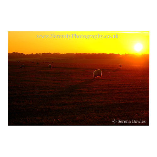 Silhouette of a back-lit sheep at sunset in Kent.